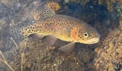 A Lahontan cutthroat trout swims in Milk Ranch Creek within the Carson-Iceberg Wilderness in northern California